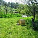 New Beehives