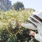 Free Webinar On Urban Beekeeping with our own Toni Burnham